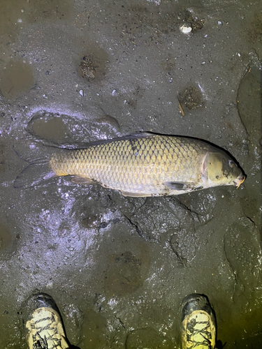 コイの釣果