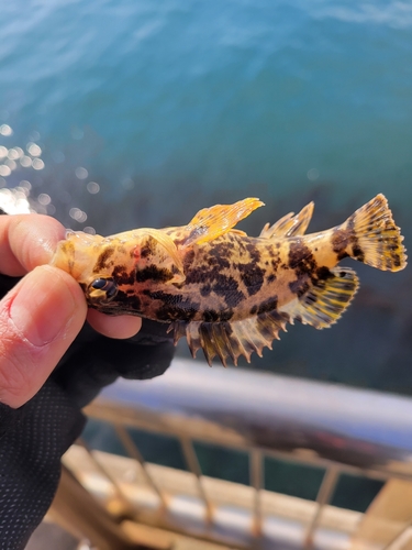 タケノコメバルの釣果