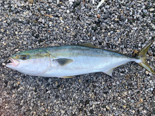 ワラサの釣果