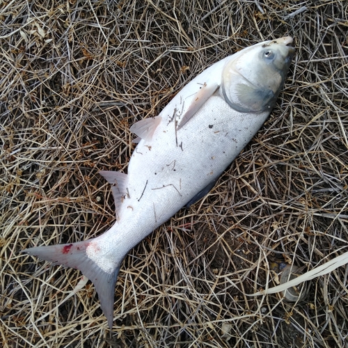 ハクレンの釣果