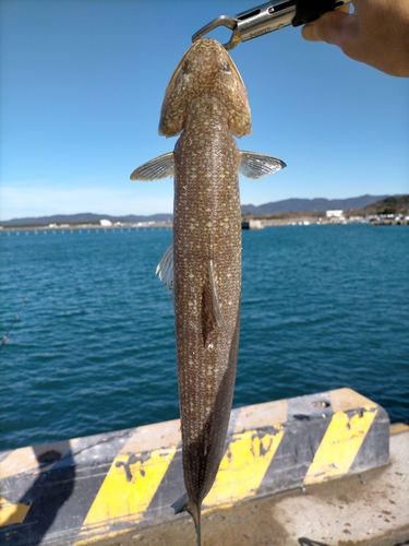 エソの釣果