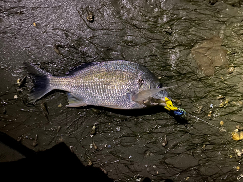 キビレの釣果