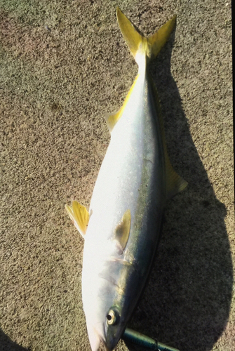 ハマチの釣果