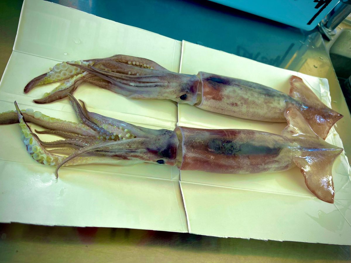 淡水魚倶楽部(補欠部員)さんの釣果 2枚目の画像