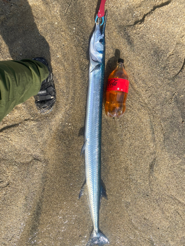 ダツの釣果