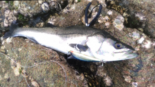 スズキの釣果