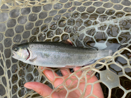 ニジマスの釣果