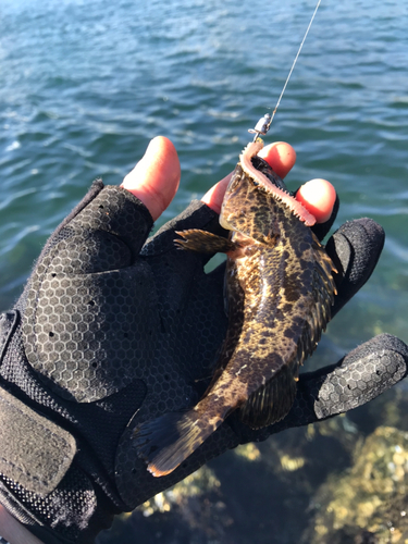 タケノコメバルの釣果