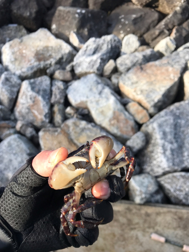 カニの釣果