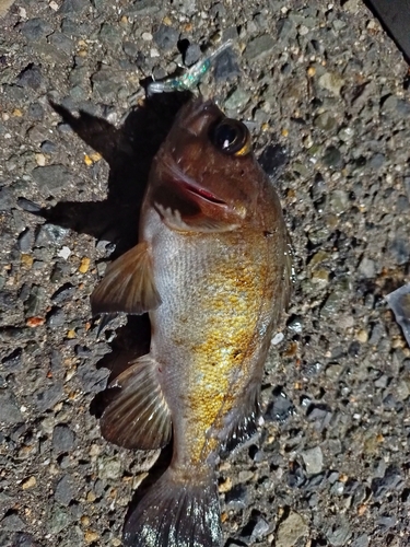 メバルの釣果