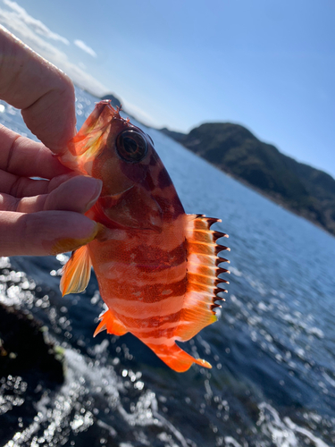 アカハタの釣果