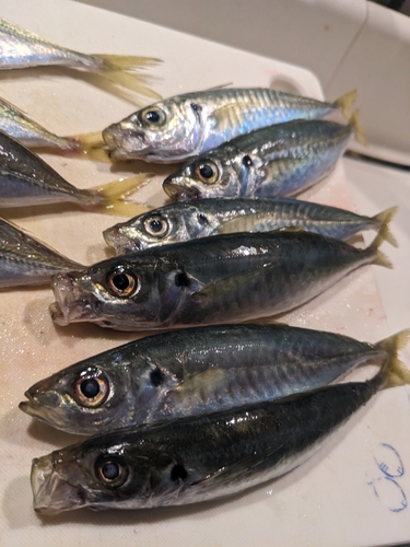 ムロアジの釣果