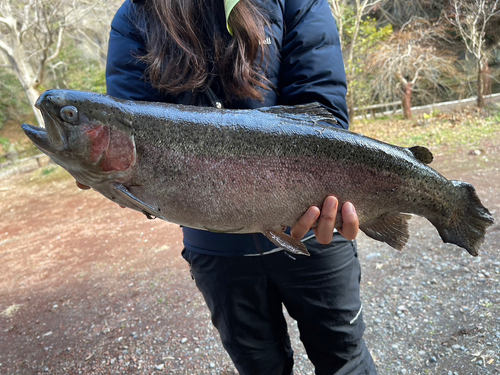 ニジマスの釣果