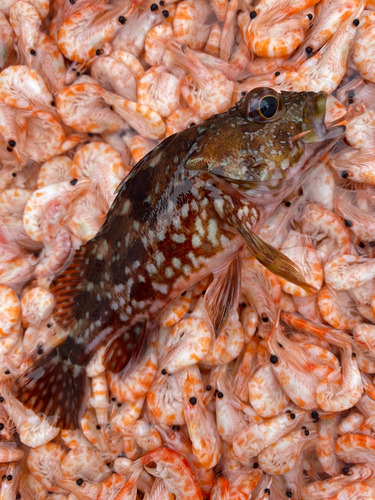 アラカブの釣果