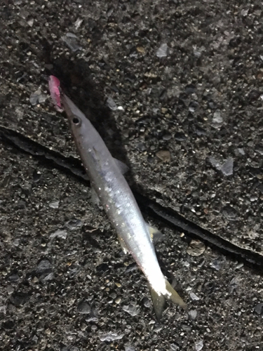 カマスの釣果