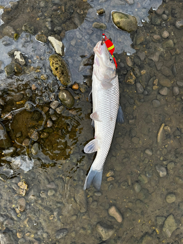 ニゴイの釣果