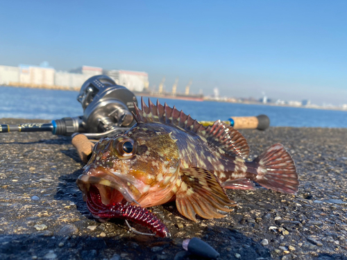 カサゴの釣果