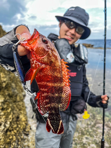 ニジハタの釣果