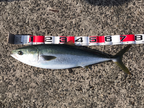 ハマチの釣果