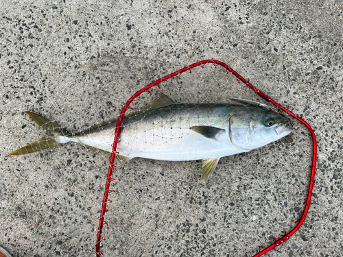 ブリの釣果