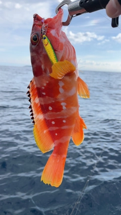 アカハタの釣果