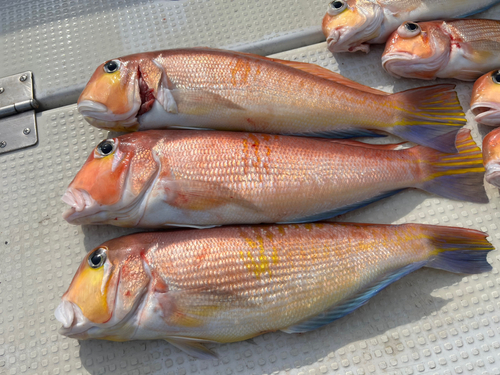 アマダイの釣果