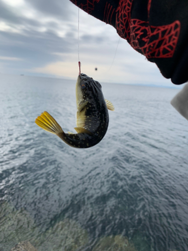 フグの釣果