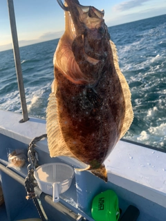 ヒラメの釣果