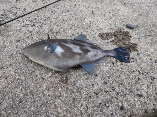 ウマヅラハギの釣果