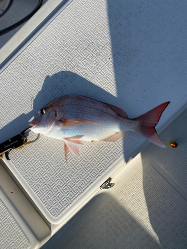 釣果