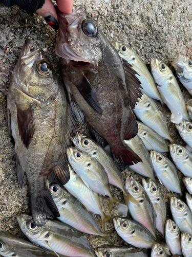 アジの釣果