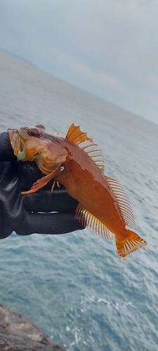 アナハゼの釣果