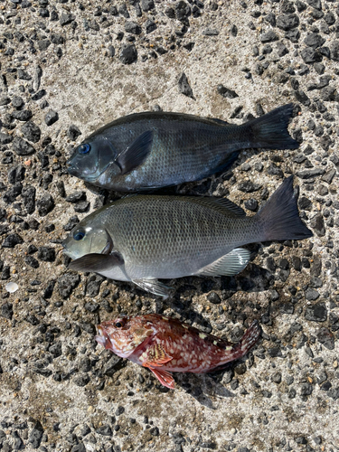 クロの釣果