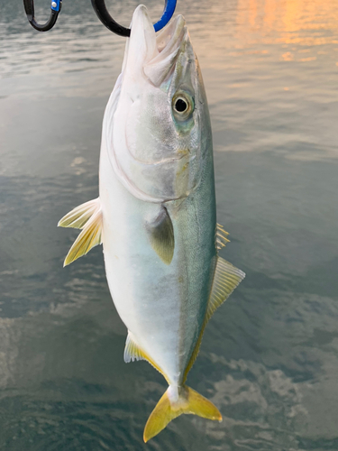 ハマチの釣果