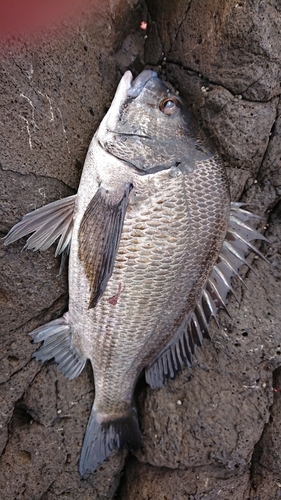 クロダイの釣果