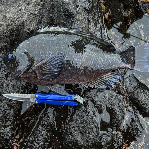 クチブトグレの釣果