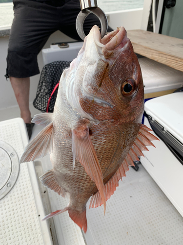 タイの釣果