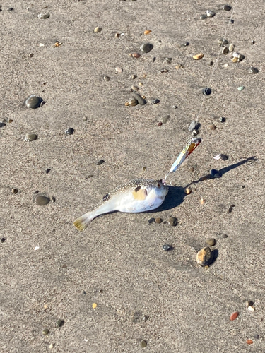 クサフグの釣果