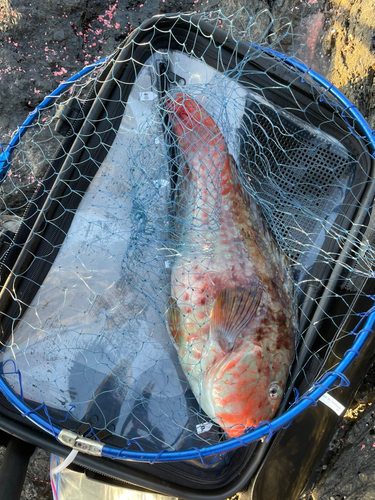 アオブダイの釣果