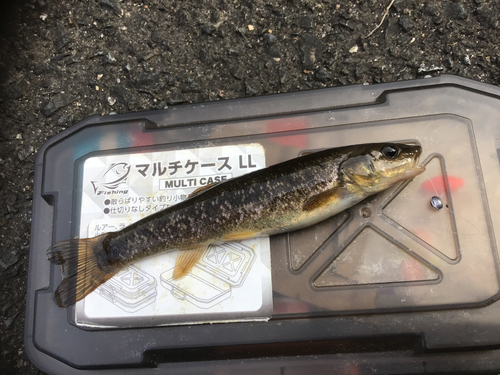 タカハヤの釣果