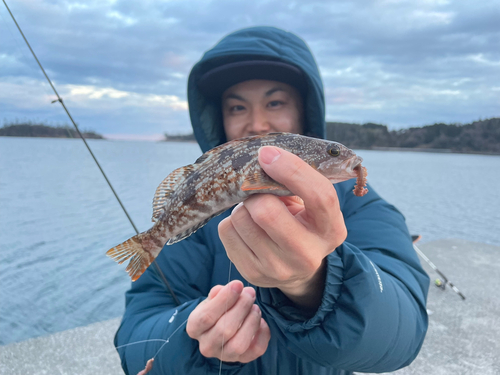 アイナメの釣果