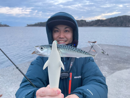 サバの釣果