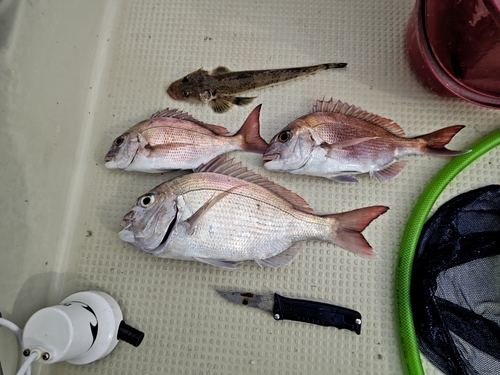 マダイの釣果