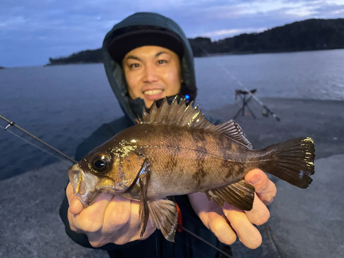 シロメバルの釣果