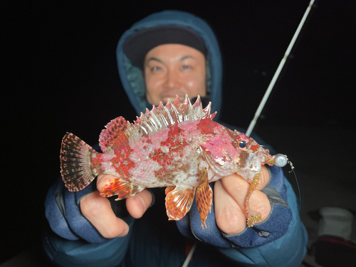 ヨロイメバルの釣果