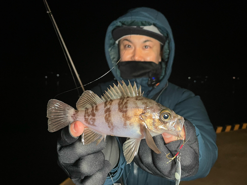 シロメバルの釣果