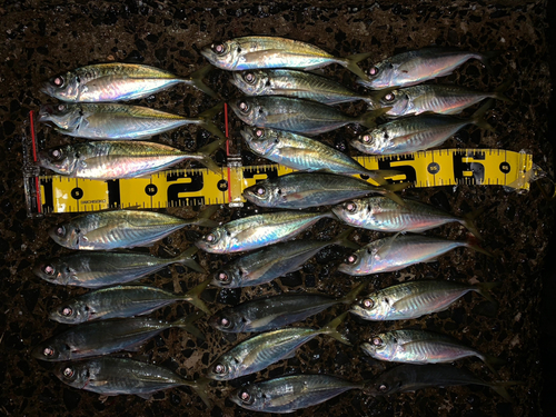 アジの釣果