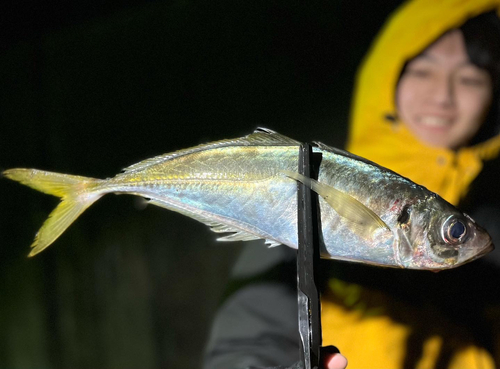 ヒラアジの釣果