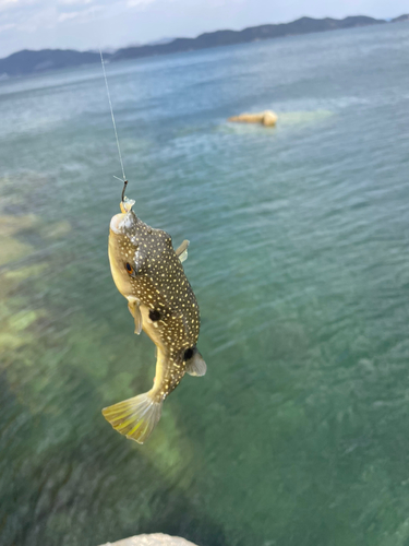 クサフグの釣果