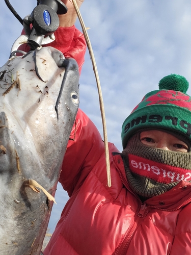 アメリカナマズの釣果